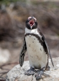 African Penguin, South-Africa